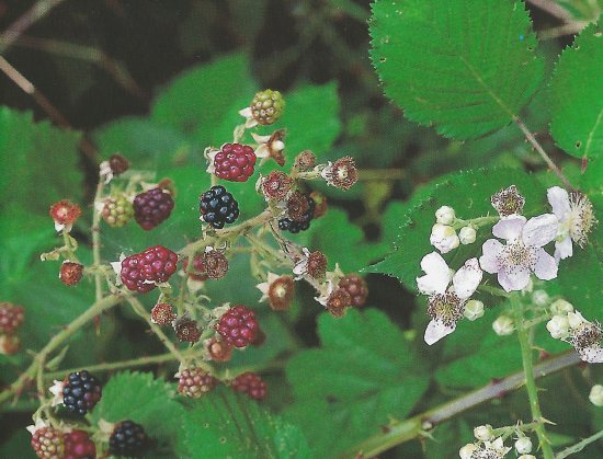 Die Brombeere gilt als wichtige Futterpflanze für eine ganze Reihe von Schmetterlingsraupen (Bild: Kosmos Naturführer)