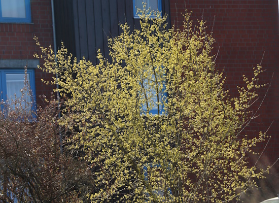 Mit der Wahl soll die Kornelkirsche auch als Wildobst stärker in den Fokus rücken (Bild: © www.baumschule-horstmann.de) Mit der Wahl soll die Kornelkirsche auch als Wildobst stärker in den Fokus rücken (Bild: © www.baumschule-horstmann.de)