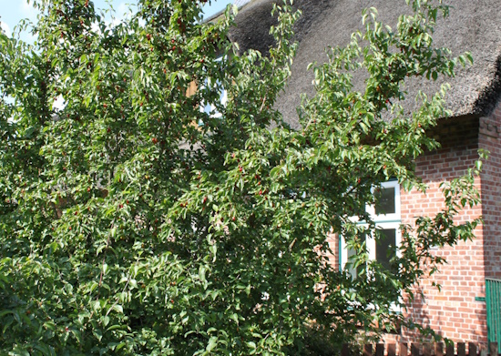Die leuchtend roten Früchte der Kornelkirsche (Bild: © www.baumschule-horstmann.de) Die leuchtend roten Früchte der Kornelkirsche (Bild: © www.baumschule-horstmann.de)