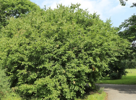 Die Kornelkirsche ist ein sommergrüner Strauch, oder kleiner bis 7 Meter hoher Baum (Bild: © www.baumschule-horstmann.de) Die Kornelkirsche ist ein sommergrüner Strauch, oder kleiner bis 7 Meter hoher Baum (Bild: © www.baumschule-horstmann.de)