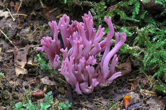 Die Amethystfarbene Wiesenkoralle ist der Pilz des Jahres 2025 (Bild: © Matthias Theiss) Die Amethystfarbene Wiesenkoralle ist der Pilz des Jahres 2025 (Bild: © Matthias Theiss)