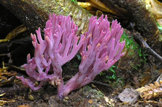 Die Amethystfarbene Wiesenkoralle gehört zu den sogenannten CHEGD-Pilzen (Bild: © Matthias Theiss)