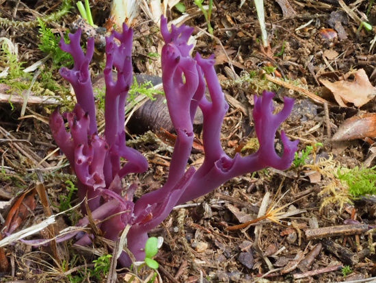 Die Amethystfarbene Wiesenkoralle ist nicht essbar (Bild: © Peter Karasch) Die Amethystfarbene Wiesenkoralle ist nicht essbar (Bild: © Peter Karasch)