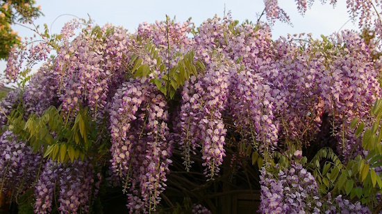 Der Blauregen (Wisteria) ist die Giftpflanze des Jahres 2024) Bild: © Helge Masch) Der Blauregen (Wisteria) ist die Giftpflanze des Jahres 2024) Bild: © Helge Masch)