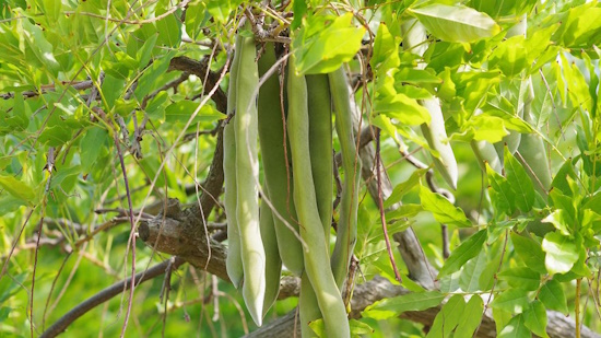 Der Blauregen - hier die Frucht (Bild: © Helge Masch) Der Blauregen - hier die Frucht (Bild: © Helge Masch)
