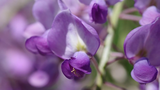 Der Blauregen - hier die Blüte (Bild: © Helge Masch) Der Blauregen - hier die Blüte (Bild: © Helge Masch)