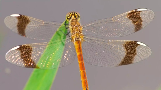 Deutlich sichtbar sind die braunen Bänder mit den weißen Flügelmalen eines Libellen-Weibchens zu sehen (Bild: © Michael Frank)