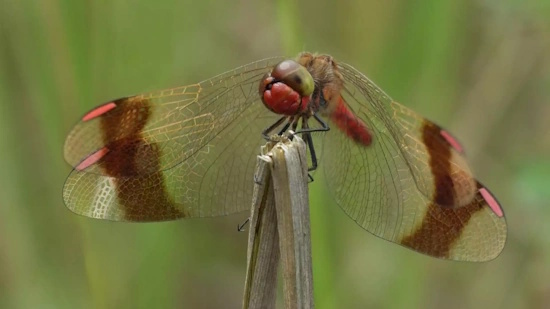 Die Bestände der Heidelibelle - hier ein Männchen - sind stark zurückgegangen (Bild: © Nina Grönhagen)