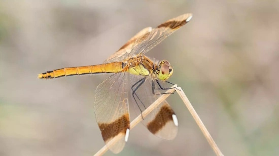 Heidelibelle von der Seite - Weibchen - recht unscheinbar und gut getarnt (Bild: © Michael Frank)