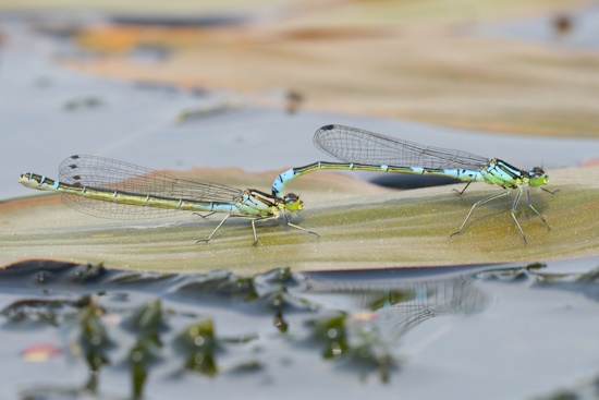 Die Mond-Azurjungfer ist die Libelle des Jahres 2024 (Bild: © Michael Frank)