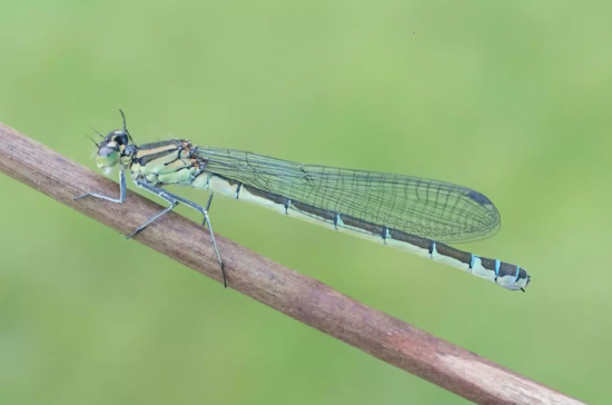 Die Mond-Azurjungfer muss geschützt werden (Bild: © Michael Frank)