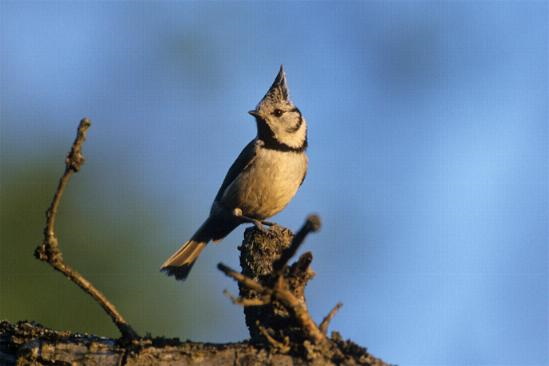 Haubenmeisen sind Standvögel die im Winter sogar in die Gärten an die Futterstelle kommen (Bild: Raimund Linke)