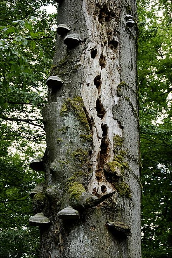 Totholz - auf engstem Raum Konsolenpilze - Insekten - Käfer - ect. ect. (Bild: Thomas Langhirt) Totholz - auf engstem Raum Konsolenpilze - Insekten - Käfer - ect. ect. (Bild: Thomas Langhirt)
