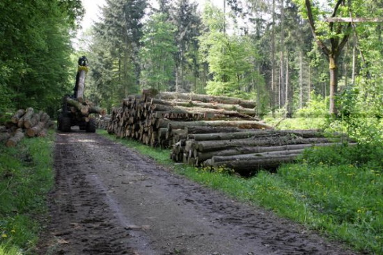 Mit schwerem Gerät wird dem Waldboden auf den "Pelz" gerückt (Bild: Thomas Langhirt)