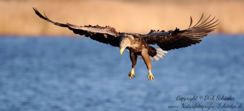 Seeadler von Dirk Schieder - www.naturfotografie-schieder.de