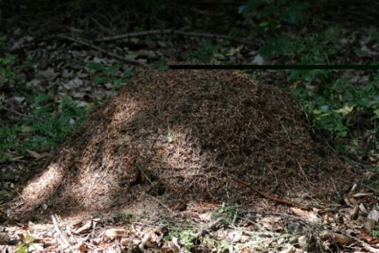 Die Rote Waldameise erfüllt im Wald einen wichtigen ökologischen Beitrag (Bild: Thomas Langhirt)