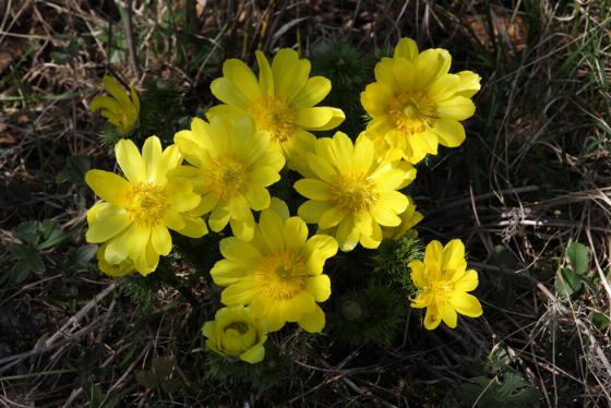 Frühlings-Adonisröschen - einmaliges Vorkommen am Rammersberg (Bildreferent: Thomas Langhirt)