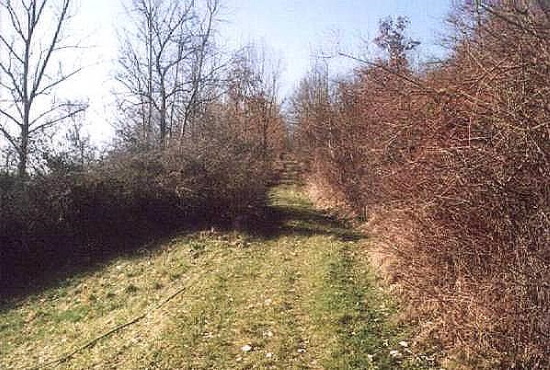 Hier hatte sich eine Hundert Jahre alte Heckenlandschaft gebildet (Bild: Neckermann)