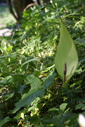 In den Monaten April und Mai lockt die Kesselfallenblume durch ihren abendlichen Aasgeruch Insekten an (Bild: Thomas Langhirt)