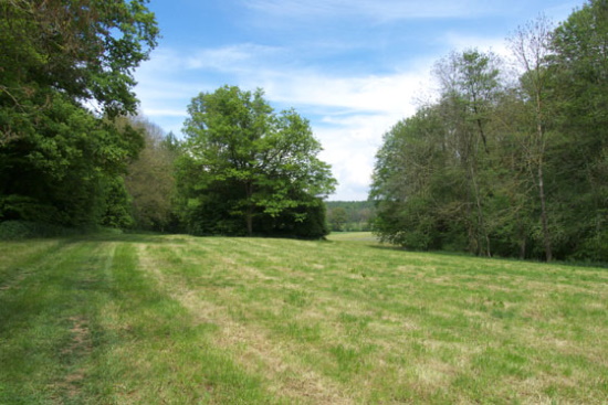 Wiesenlandschaft entlang der Gollach - im Frühjahr ein Blumenmeer (Bild: Thomas Langhirt)