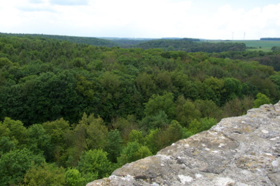 Einmalige Waldlandschaft entlang der Gollach (Bild: Thomas Langhirt)