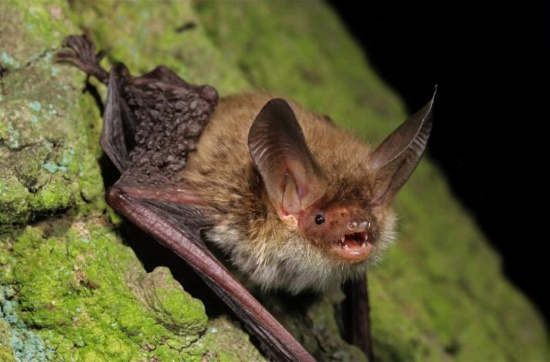 Die Bechsteinfledermaus steht unter strengem Naturschutz (Bild: Marko König)