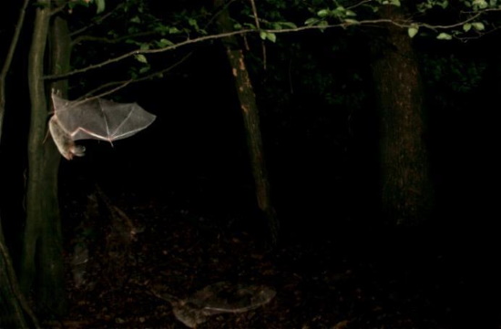 Die Bechsteinfledermaus ist eine Waldfledermaus (Bild: Marko König)