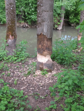 Kein Baum ist ihm zu dick, um an die Nahrung zu kommen (Bild: Simon Wagner) Kein Baum ist ihm zu dick, um an die Nahrung zu kommen (Bild: Simon Wagner)
