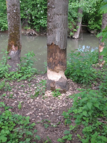 Kein Baum ist ihm zu dick, um an die Nahrung zu kommen (Bild: Simon Wagner)