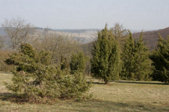 Das Biotop Rammersberg - FFH-Gebiet - Vorkommen Fransenenzian (Bild: Thomas Langhirt)