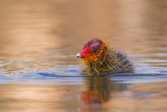 Blässhuhn-Küken sind Nestflüchter - schon wenige Stunden nach dem Schlüpfen geht es für kurze Zeit auf das Wasser (Bild: Gunther Zieger)