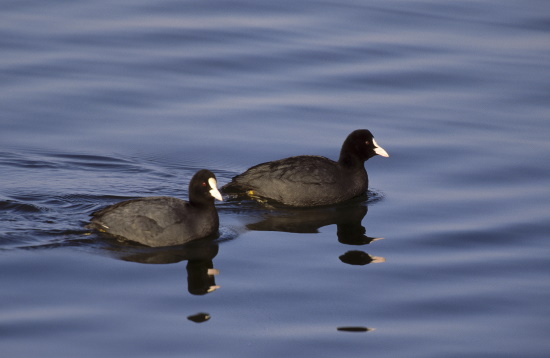 Das Blässhuhn ist ein guter Schwimmer und Taucher (Bild: Naturfoto / Frank Hecker)