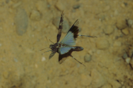 Seltene Aufnahme einer auffliegenden Blauflügeligen Ödlandschrecke (Bild: Naturfoto Frank Hecker) Seltene Aufnahme einer auffliegenden Blauflügeligen Ödlandschrecke (Bild: Naturfoto Frank Hecker)