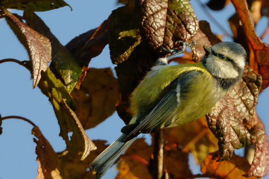 Blaumeisen sind bekannt dafür, dass sie jeden Winkel im Baum nach Nahrung absuchen (Bild: Michael Schiller)