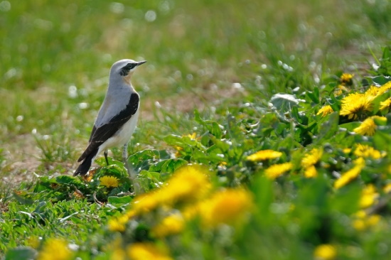 Ein seltener Besucher in unseren Fluren, der unsere Hilfe benötigt (Bild: Michael Schiller)