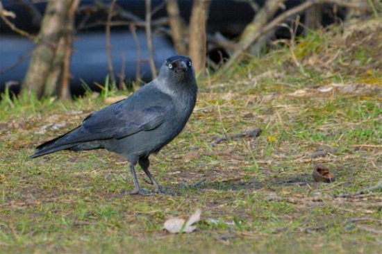 Die Dohle gehört mit zu den schlauesten Vögeln überhaupt (Bild: Michael Schiller)