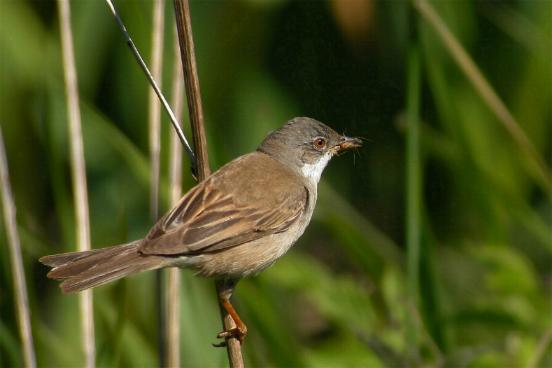 Die Dorngrasmücke brütet in offener Landschaft mit dornigen Büschen und Hecken (Bild: Gerd Rossen)