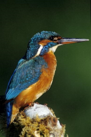 Der Eisvogel war schon zweimal Vogel des Jahres in Deutschland in den Jahren 1973 und 2009 (Bild: Raimund Linke)