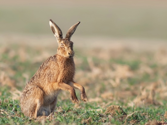 Inzwischen muss man schon Glück haben den Hasen in der Feldflur zu sehen (Bild: Markus Gläßel)