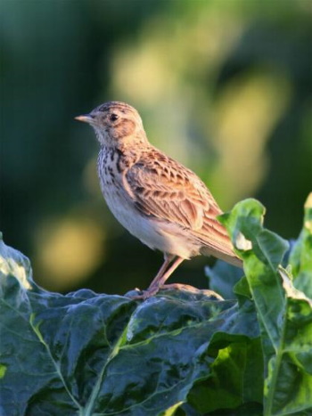 Ein typischer Vogel der offenen Feldflur - die Feldlerche (Bild: Markus Glässel) Ein typischer Vogel der offenen Feldflur - die Feldlerche (Bild: Markus Glässel)