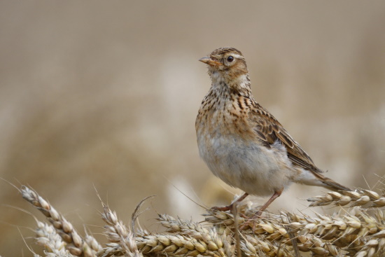 Um ihr Nest zu schützen, landet die Feldlerche nie direkt am Nest (Bild: Michael Schiller) Um ihr Nest zu schützen, landet die Feldlerche nie direkt am Nest (Bild: Michael Schiller)