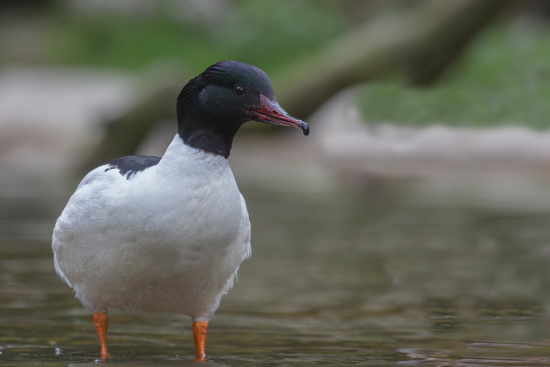Der sägeartige und schmale rote Schnabel mit dem vorderen Haken - Merkmal des Gänsesägers (Bild: Gunter Zieger)