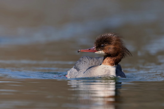 Gänsesäger-Weibchen am rotbraun gefärbten Kopfgefieder zu erkennen (Bild: Markus Glässel)