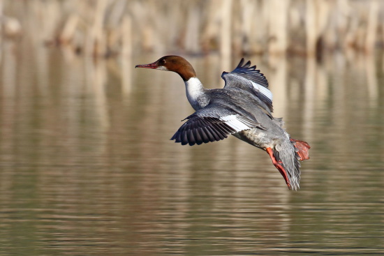 An den Gänsesäger-Weibchen liegt die gesamte Brutpflege (Bild: Dirk Schieder)