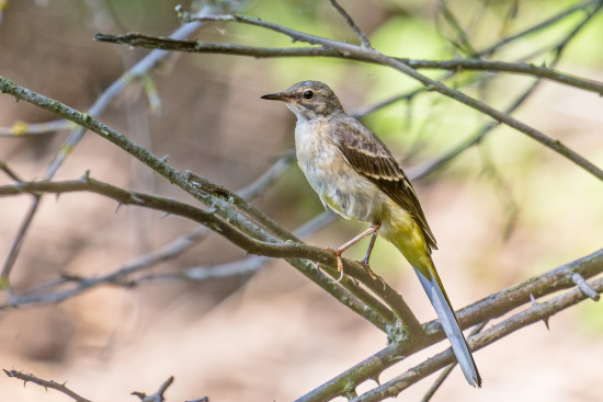 Zur Brutzeit ist die Gebirgsstelze an Fließgewässer gebunden - sie ist auch an der Gollach anzutreffen (Bild: Gunther Zieger)