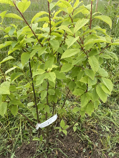 Die Gewöhnliche Traubenkirsche (Prunus padus) Bild: © Neckermann