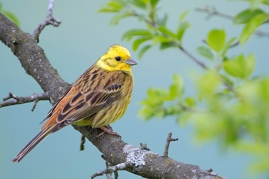 Es gibt keine gefährdetere Vogelgruppe als die der Feldfluren - wir müssen aufpassen, dass wir die Goldammer nicht verlieren (Bild: Markus Glässe )