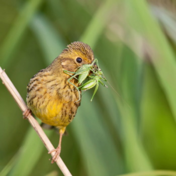 Die Goldammer einst der häufigste Heckenvogel schlechthin - auch ihre Zahlen sinken (Bild: Markus Glässel)