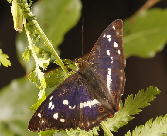 Der schöne Falter hält sich vorwiegend in den Baumwipfeln auf (Bild: Fotonatur.de / Steffen Schellhorn) Der schöne Falter hält sich vorwiegend in den Baumwipfeln auf (Bild: Fotonatur.de / Steffen Schellhorn)