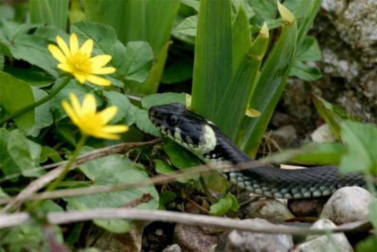 Die Art lebt meist in der Nähe von Gewässern und ernährt sich überwiegend von Amphibien (Bild: Fotonatur.de / Holger Duty)